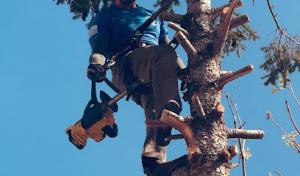 Squatch Bros Tree Service