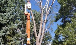 Scott's Tree Service