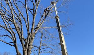 Lowden’s Tree Service