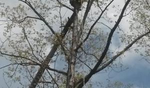 Hanover Pruning & Hardscapes