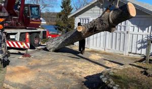 Lamb's Tree & Plant Healthcare