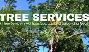 Montrose Tree Services