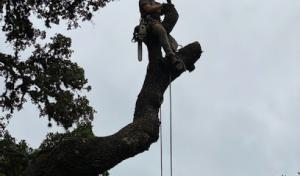 Aldrich Tree Services