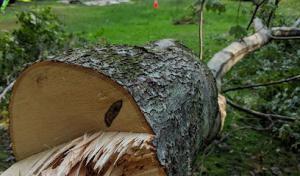 Tazmanian Tree Devil