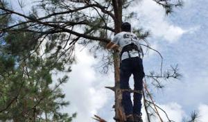 L&R Tree Service
