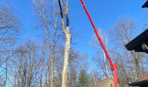 Triatik's Tree Service