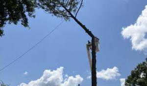 Breedlove Tree Service