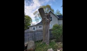 Timber Nation Tree Service