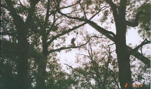 Arundel Tree Service