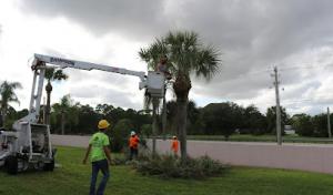 Sampson Tree Service