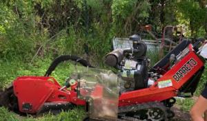 Squirrels Tree Service