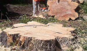 Emerald Coast Stump Grinding