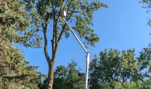 Bur Oak Tree Service