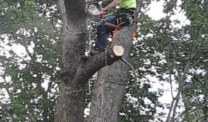 Portland Tree Service