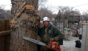 The Tree Professional