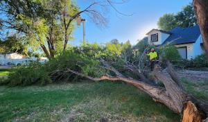 GA Tree & Yard Service