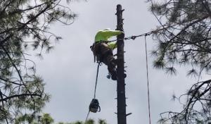 Innovation Tree Specialist