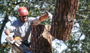 Advanced Tree Service In Roseburg