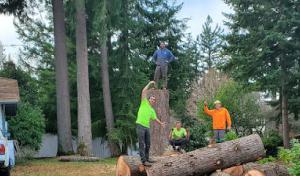Olympic View Tree Service