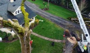 Mountain View Tree Service