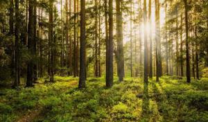 Emerald Valley Tree Service