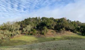 TLC Tree & Landscape Care