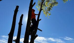 Forest Green Tree Service