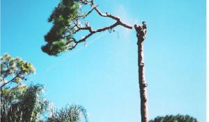 Grizzlywood Tree Service