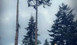 Town & Country Tree Experts