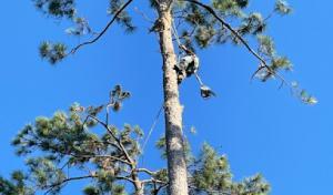 Alvarado Tree Service