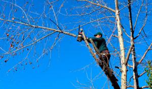 MCS Tree Services