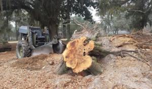 Mr. Stump | Stump Grinding & Treeservice