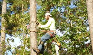 Amigo Tree Service Removal Stump Grinding Cary NC