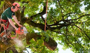 Hoss Tree Service: Landscape Contractor