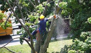Mr Greenjeans Tree Service
