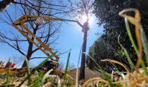 North Texas Tree Expert Company