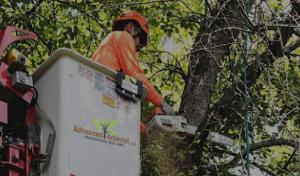 Advanced Arborist