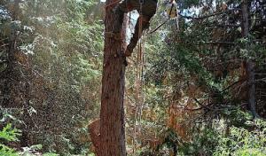 Elite Tree Services & Landscaping