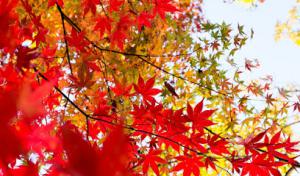 Hendricksen Tree Care