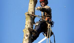 AAA Arborist Tree Experts