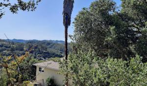 ACE Certified Tree Care