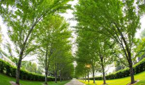 Flatirons Arbor Care