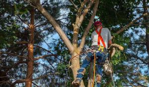 NYC Tree Trimming & Removal