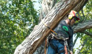 EastLake Tree Services