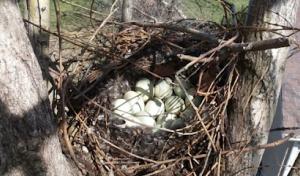 MacDougall Tree Service