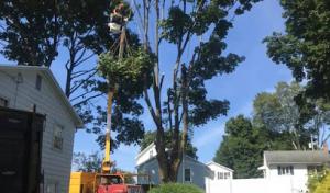 Scally's Tree Service