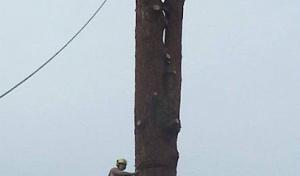 Larson Logging & Tree Service