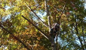 Tree Works Unlimited