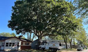 Sharper Image Tree Service