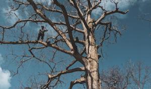 Everarbor Tree Services